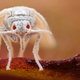 Image for article titled How a Supercomputer Helps Fight Flies That Ravage Crops for 700 Million People